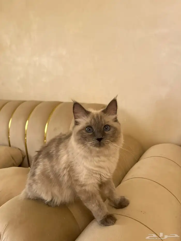 قطط 1