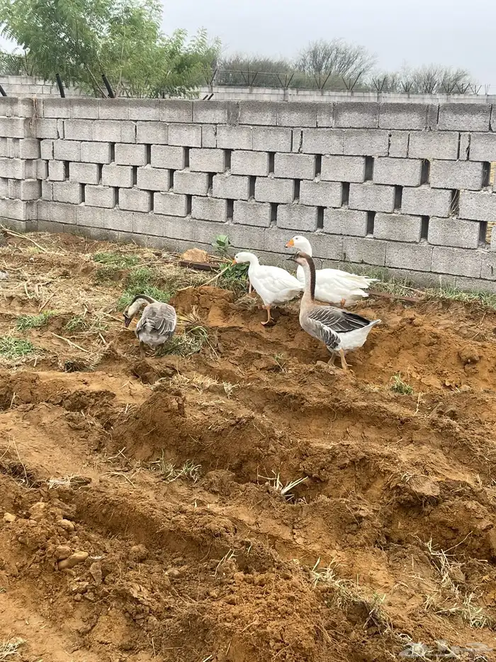 وز عراقي وبلدي 3