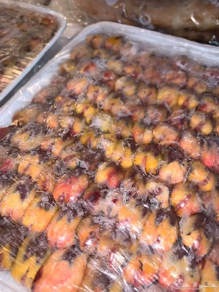 طيور مصر ( دخل - عصفور التين - مشحم) 1