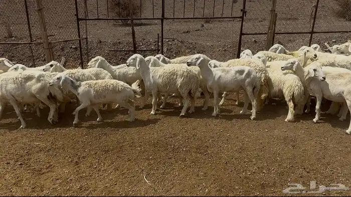 ضان حريات مرااح 4