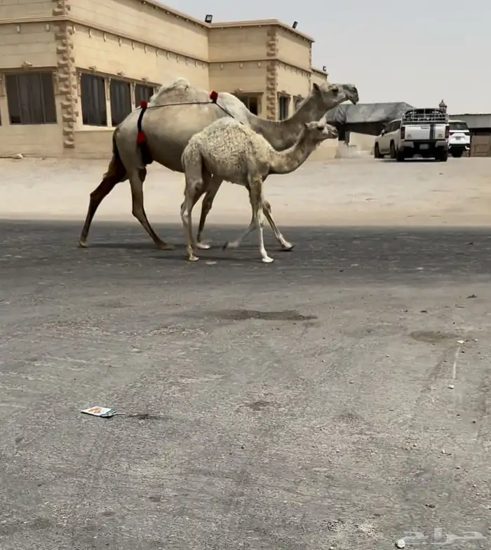 للبيع ثلاث خلفات الكفووو 1