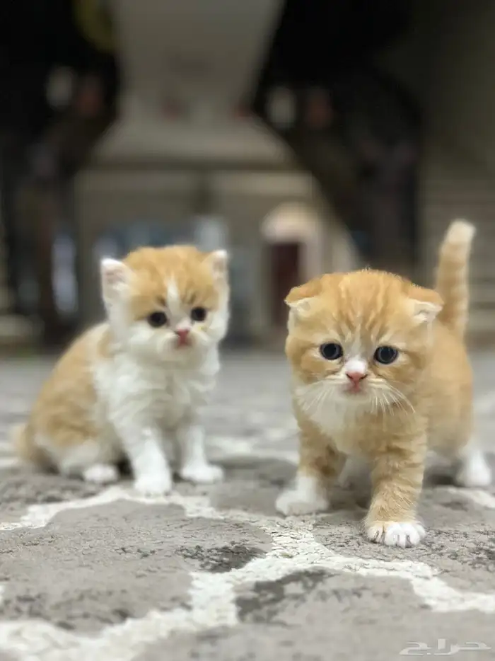 قطط سكوتش 8