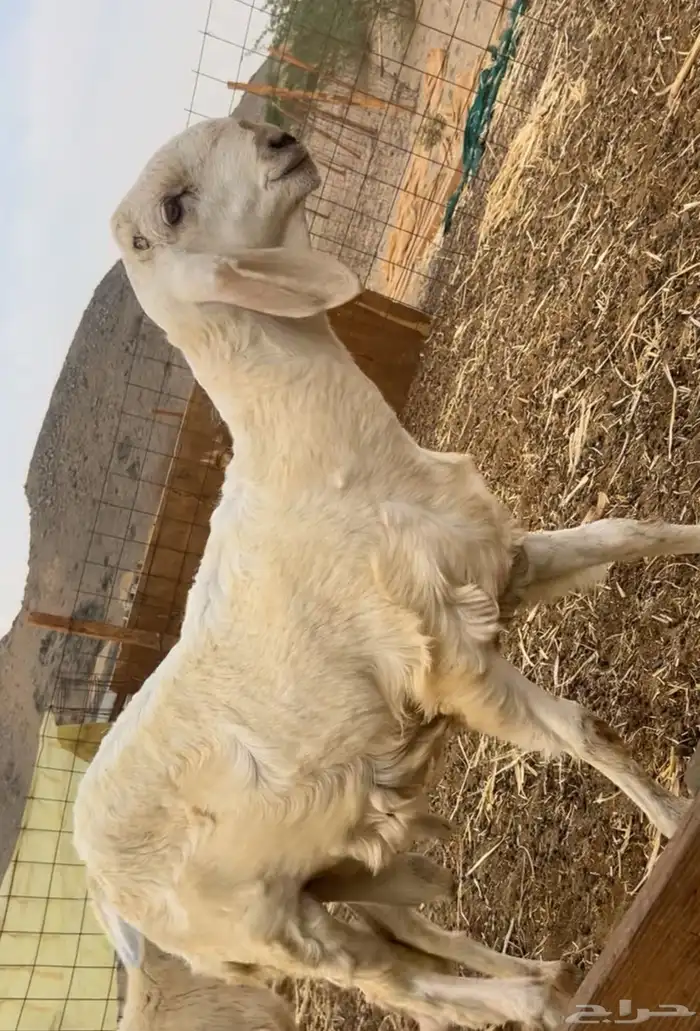 فحل سواكني ابيض درماني 0