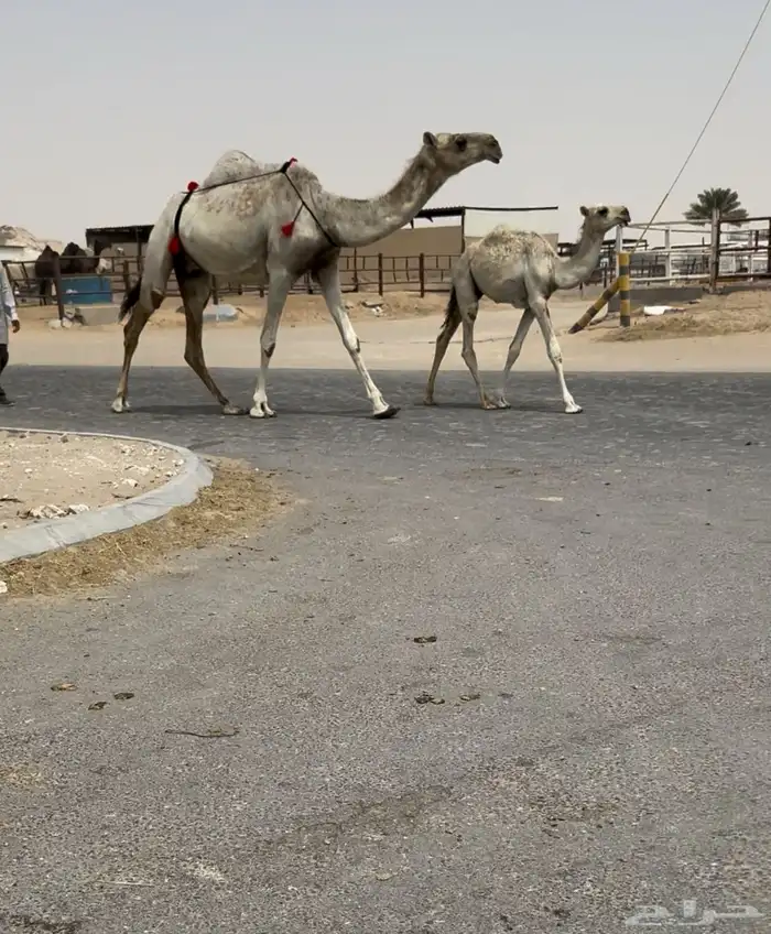 للبيع ثلاث خلفات الكفووو 2