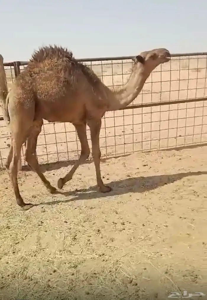 للبيع قعود أصفر ( تم البيع ) 0