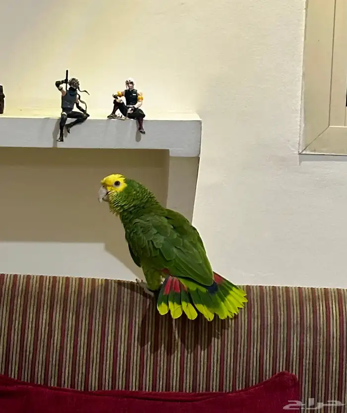 دبل يلو هيد ماجنا  Double Yellow Head Magna 2