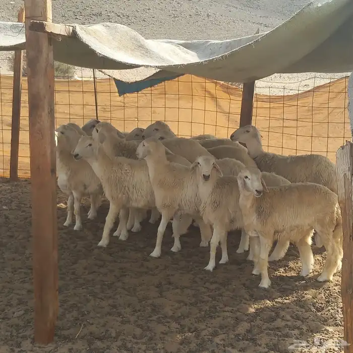 طليان مناسبات للبيع 2