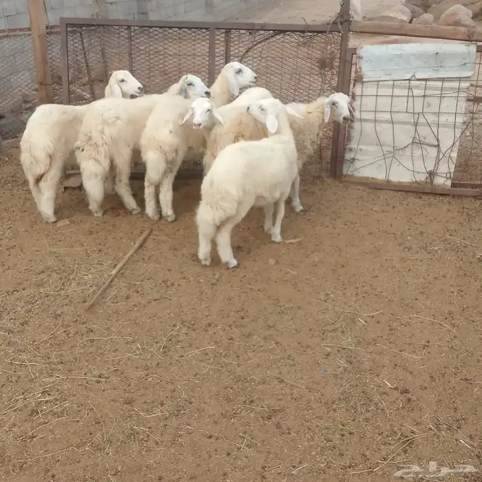 بهم للبيع 0