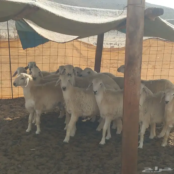 طليان مناسبات للبيع 3