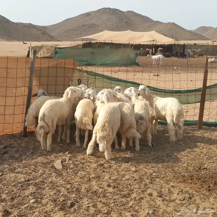 طليان مناسبات للبيع 1