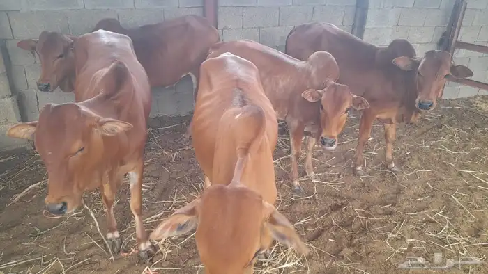 خبيش للبيع 1