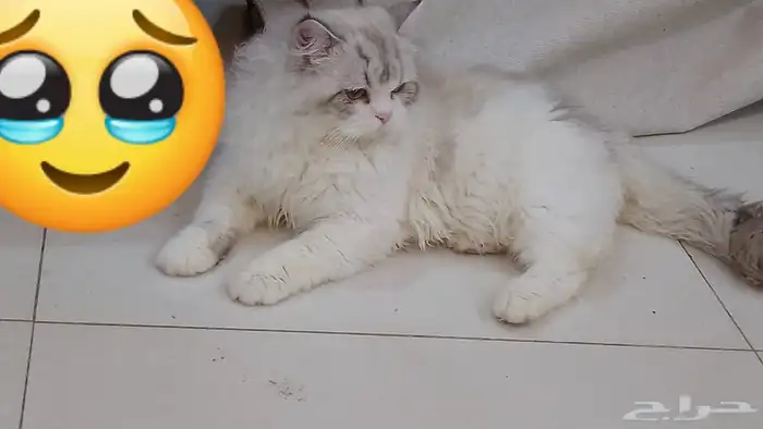القطه تبني 0