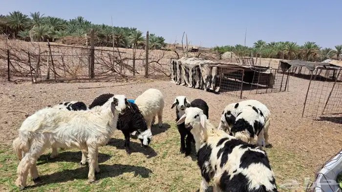 خرفان نجد للبيع 0