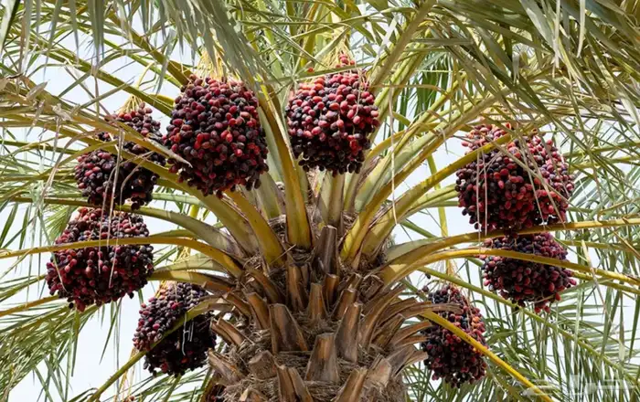 تمور للبيع في النخل 0