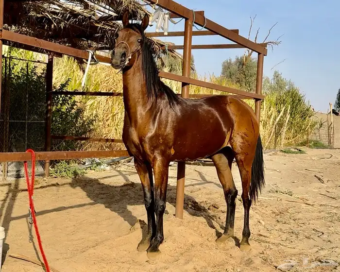 خيل 4