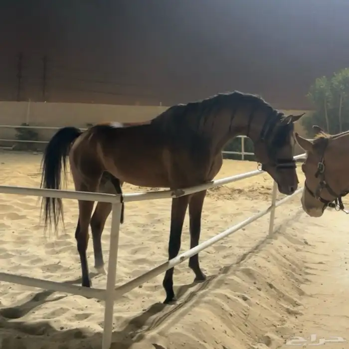 حصان شعبي 6