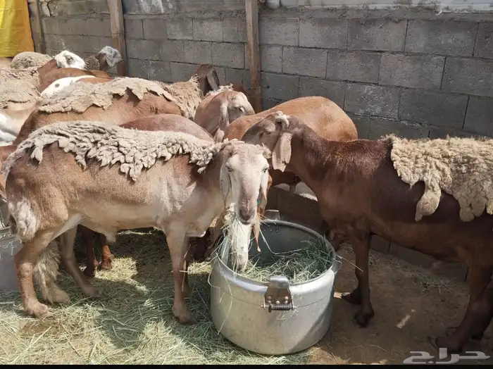 سواكن مربي 1