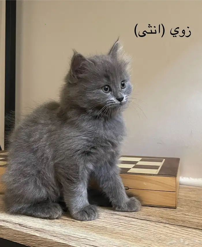 ققط شيرازي للبيع 3