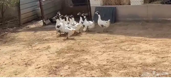 للبيع وز عدد 10 انتاج عندي وعدد 4 بط واحد ذكر و3 انثى 1