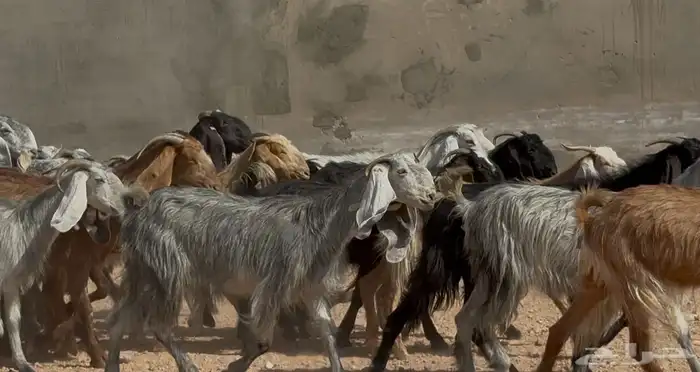معزا مشاريك ومصريات البيع 790 العدد 19 0