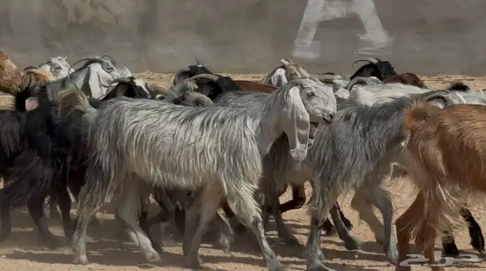 معزا مشاريك ومصريات البيع 790 العدد 19 6