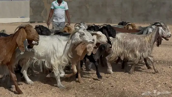 معزا مشاريك ومصريات البيع 790 العدد 19 3
