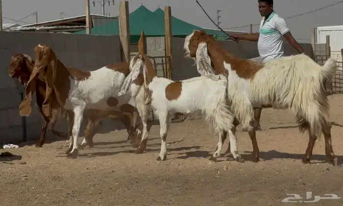معزا مطورات فواخر 3 يتبعها 2 1