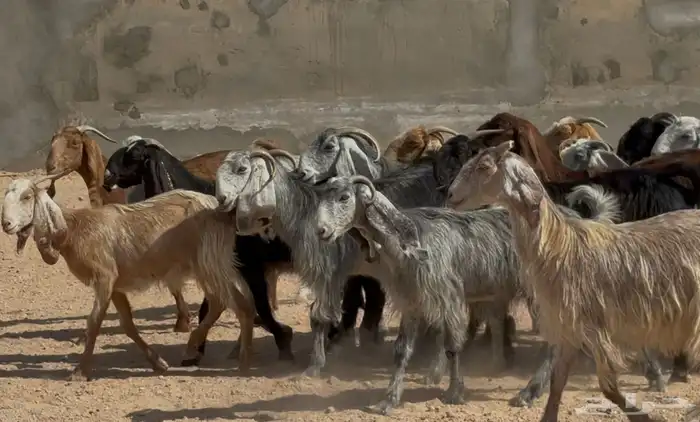 معزا مشاريك ومصريات البيع 790 العدد 19 8