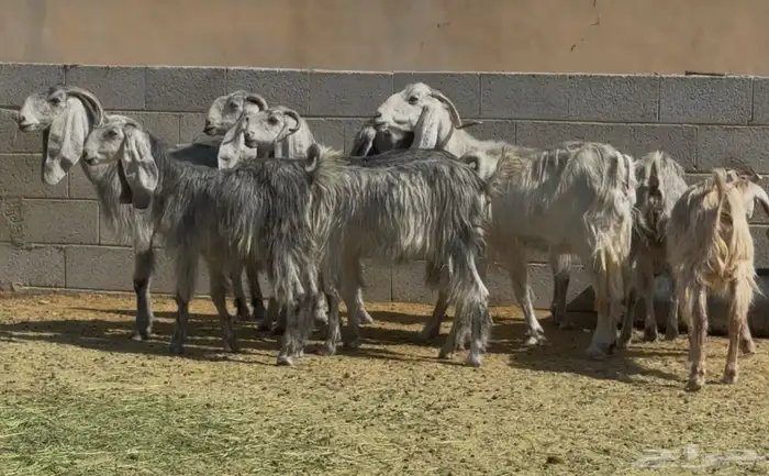 معزا مشاريك ومصريات البيع 790 العدد 19 5