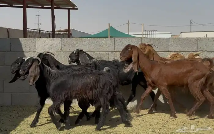 معزا مشاريك ومصريات البيع 790 العدد 19 2