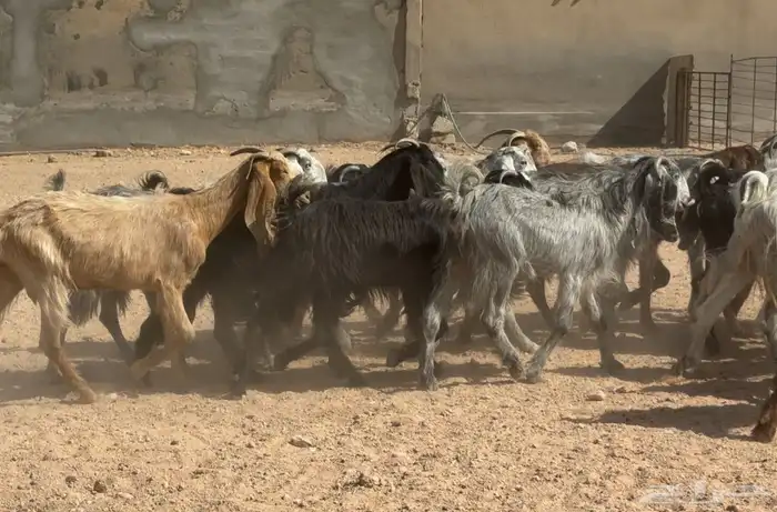 معزا مشاريك ومصريات البيع 790 العدد 19 4