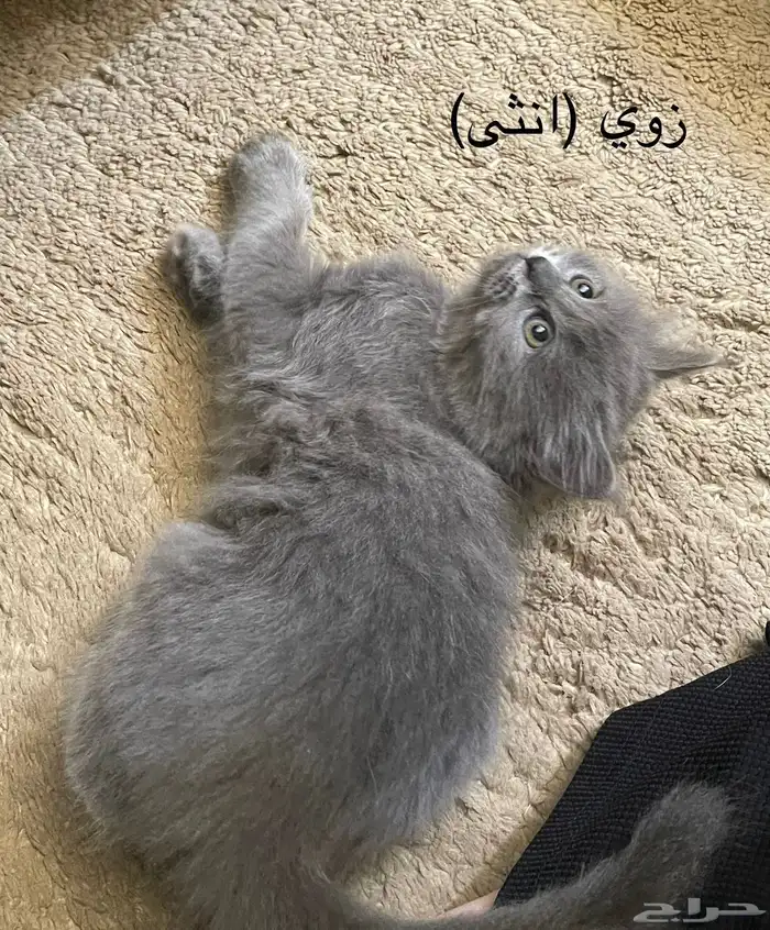 ققط شيرازي للبيع 4
