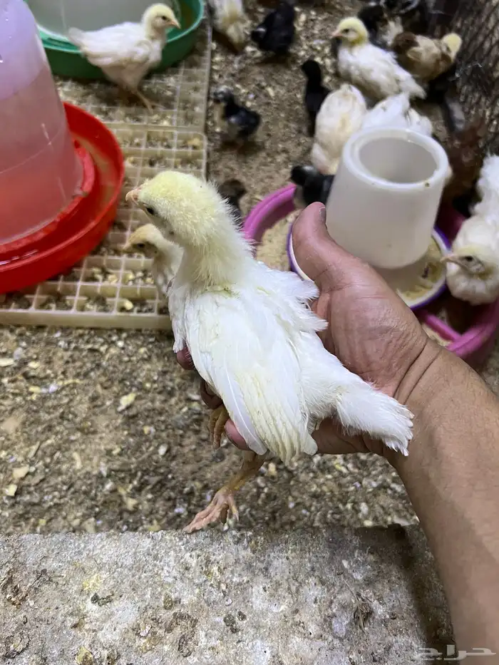 صوص صيصان لوهمان لهمن براون 2