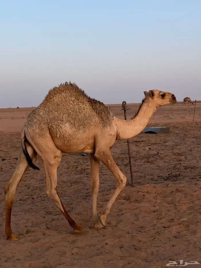 قعود لباني 1