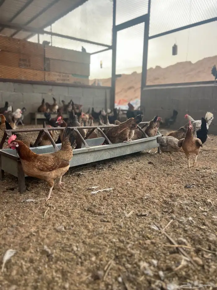 دجاج بلدي للبيع 1