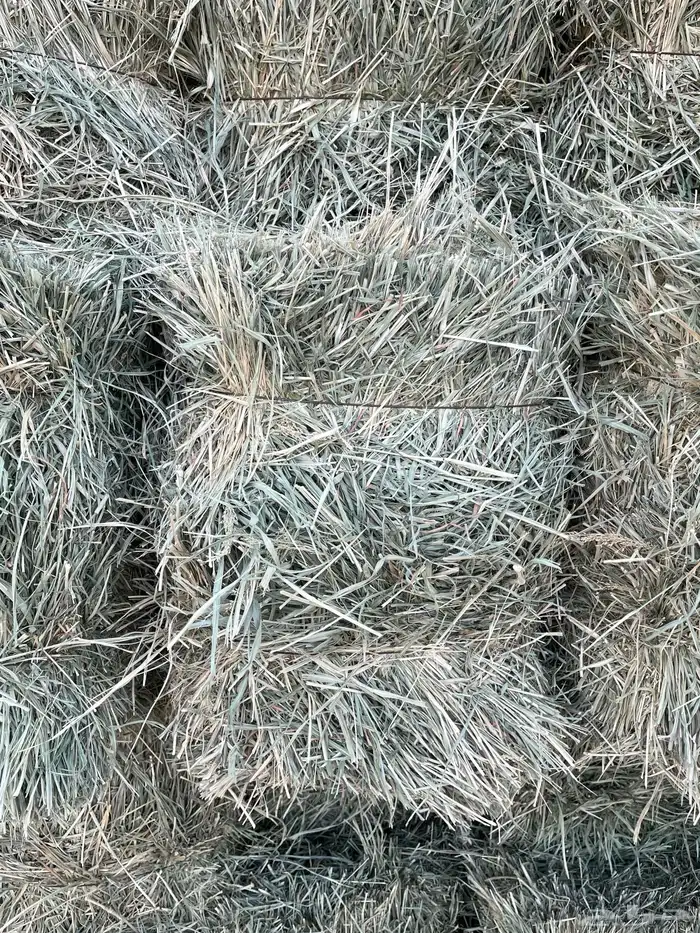 علف بلوبنك 1