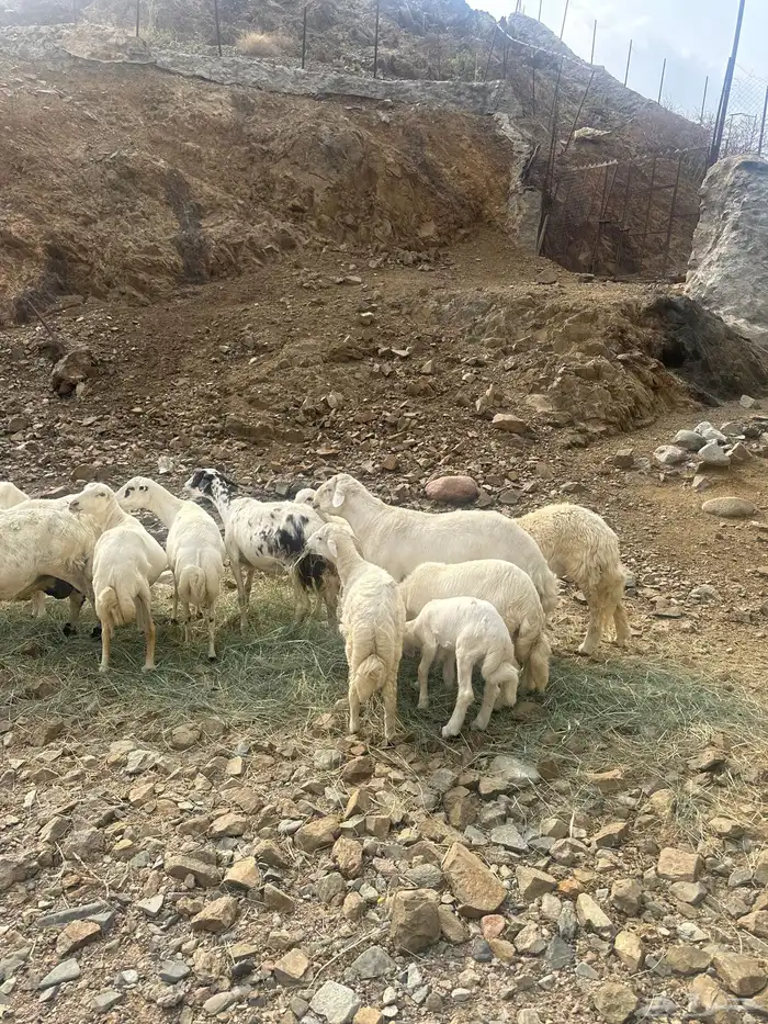 رخال 2