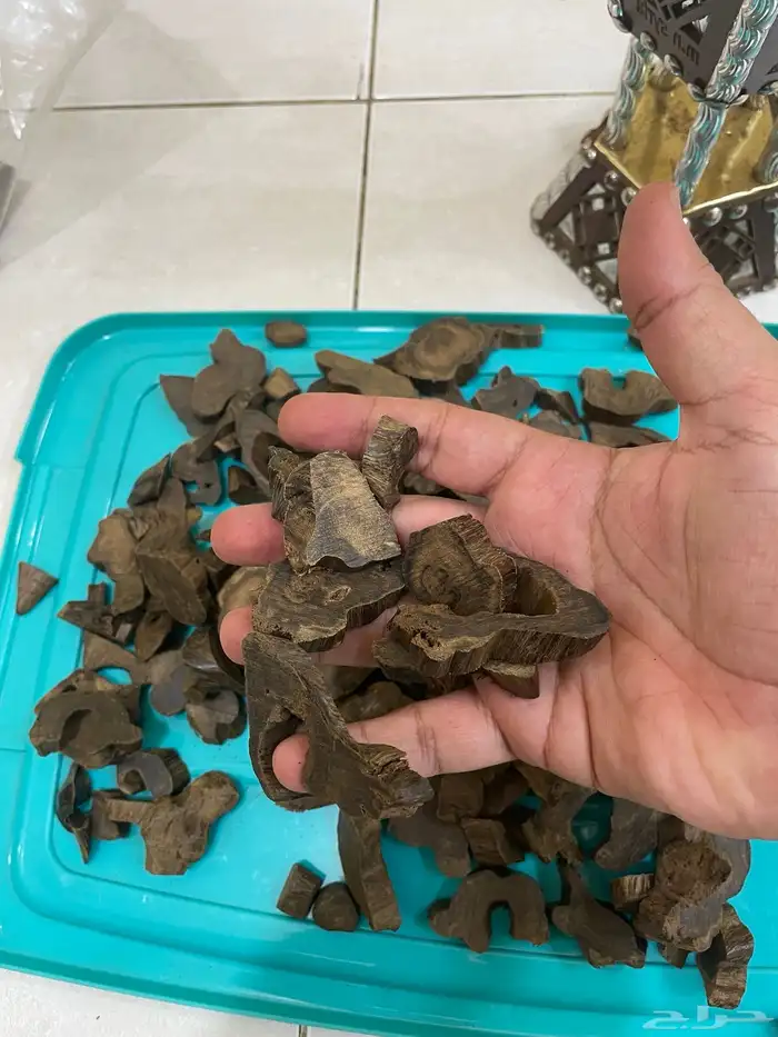 عود موروكي طبيعي اصقون تحفه 2