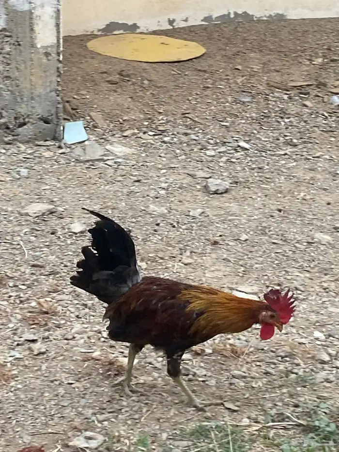ديك عربي 15