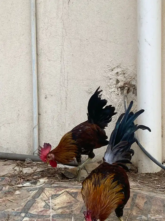 ديك عربي 11