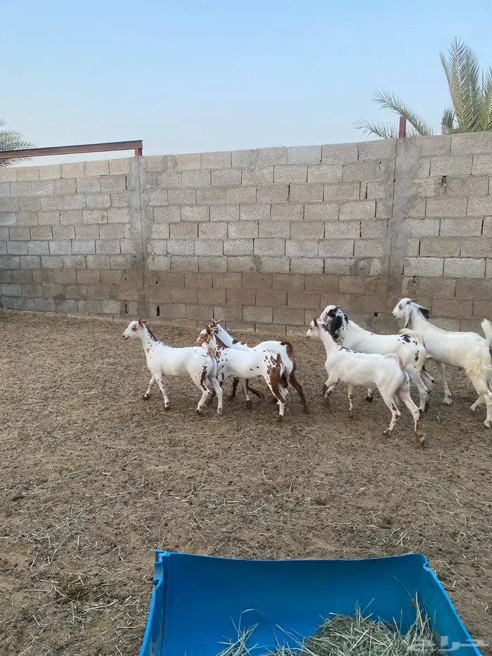 تيوس ذبايح 5