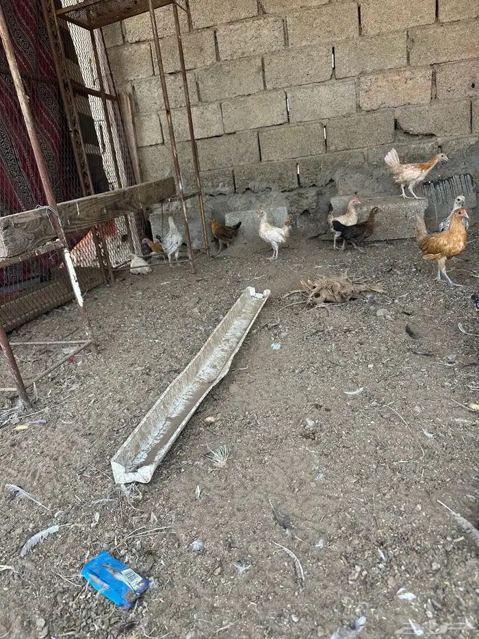 دجاج بلدي 1