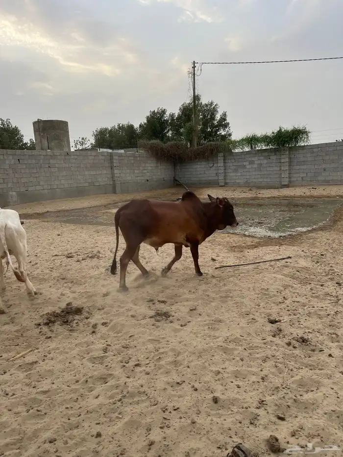 عجل للبيع العنوان القنفذة فل شحم 3