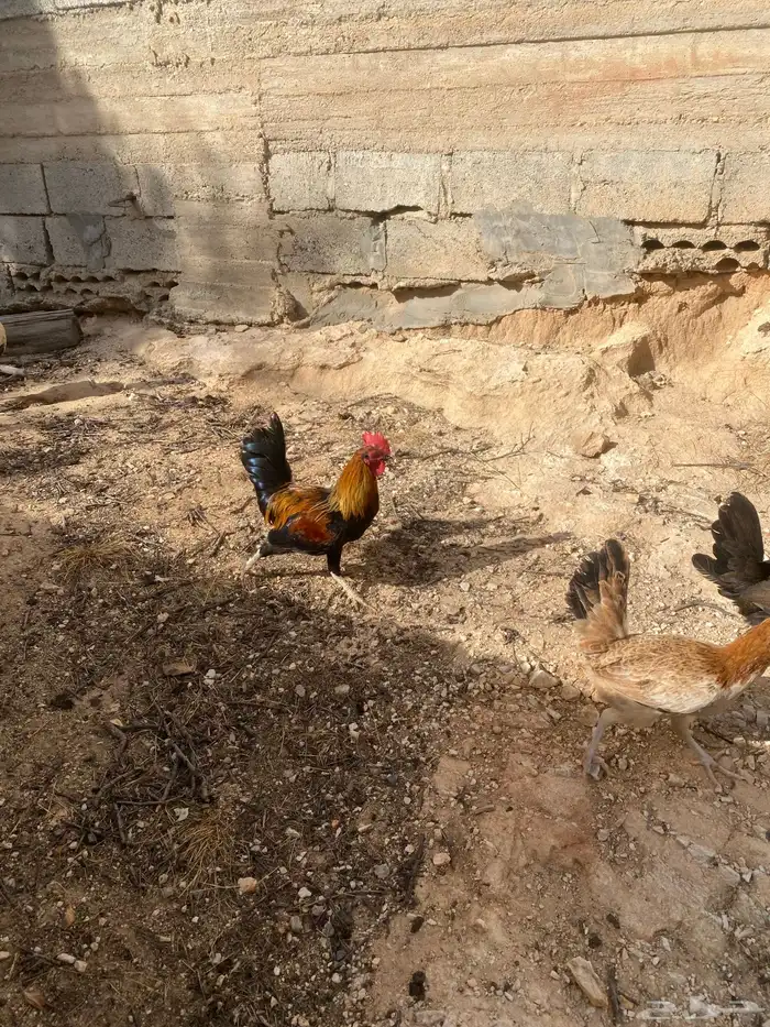 دجاج 3