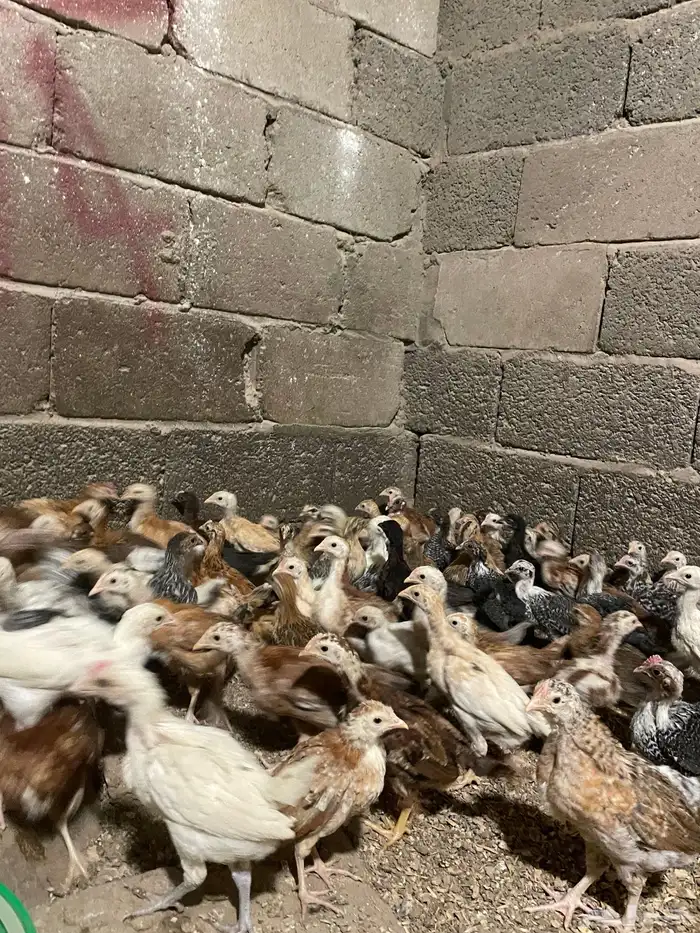صوص بلدي 2