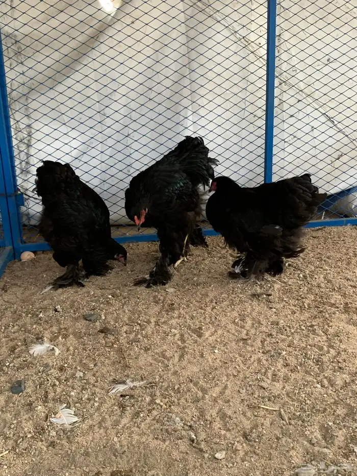 طقم براهما 2