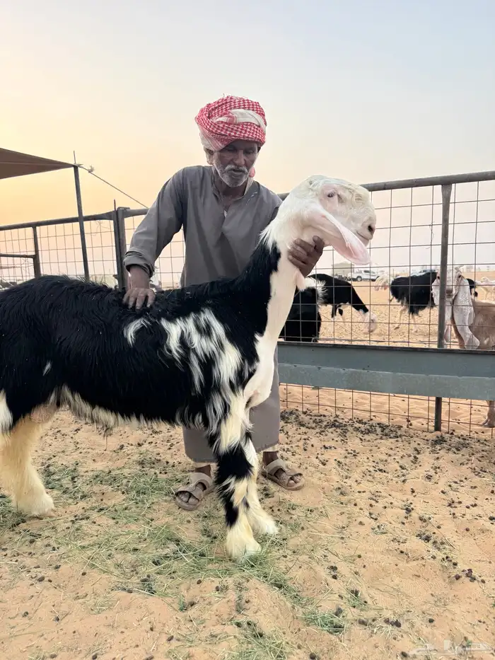 طلي نجدي معرف تم البيع 0