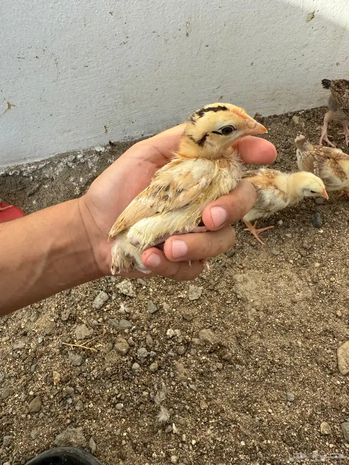 صوص دجاج بلدي 0