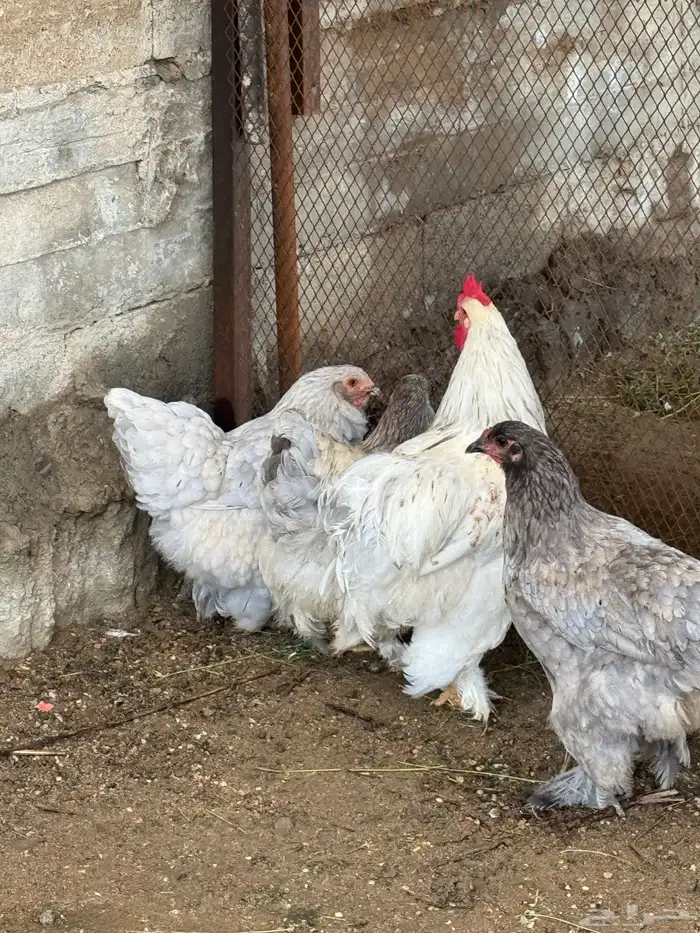 دجاج 6