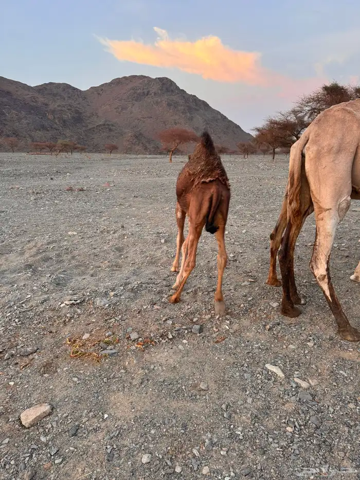 للبيع بكره وقعود 1